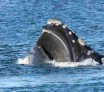 Un nouvel organe sensoriel découvert chez des baleines