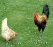 H5N1 : la Grippe aviaire réapparaît...
